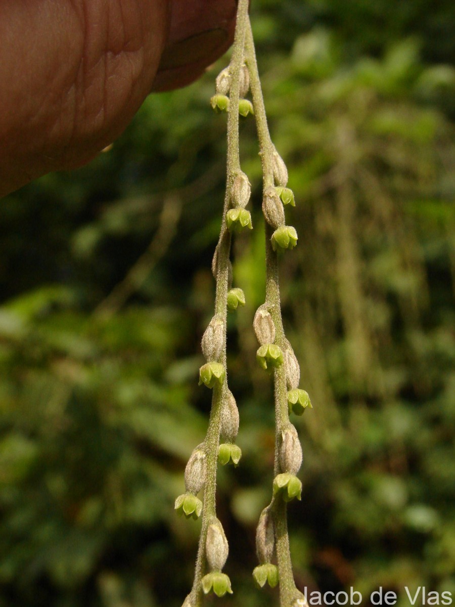 Dioscorea pentaphylla L.